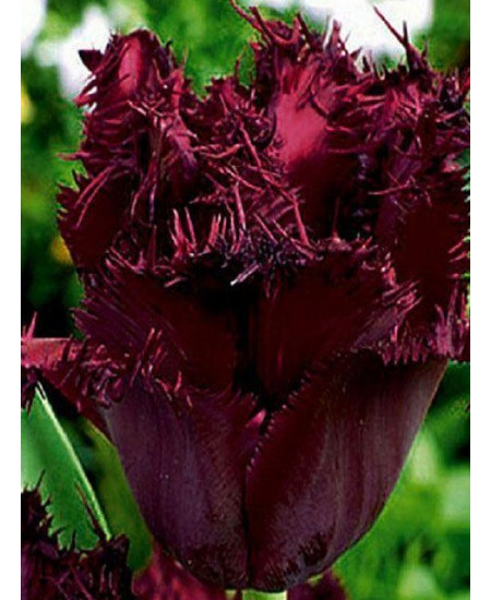 Тюльпан "Cuban Night" 3шт в упаковке Тюльпан "Cuban Night" 3шт в упаковке