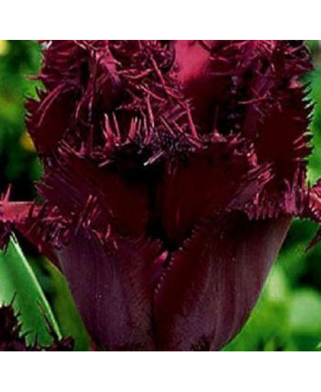 Тюльпан "Cuban Night" 3шт в упаковке Тюльпан "Cuban Night" 3шт в упаковке