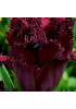 Тюльпан "Cuban Night" 3шт в упаковке Тюльпан "Cuban Night" 3шт в упаковке