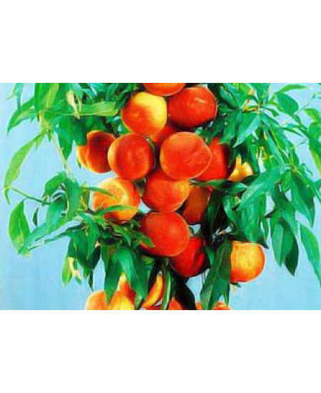 Персик колоновидный Медовый Персик колоновидный Медовый