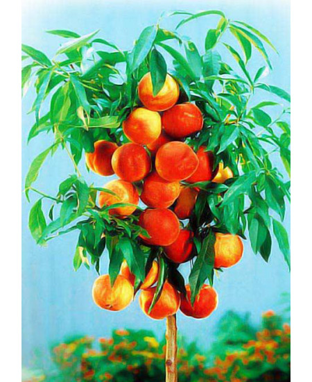 Персик колоновидный Медовый Персик колоновидный Медовый