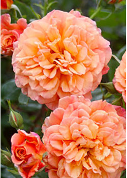 Роза плетистая Алхимист