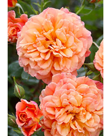 Роза плетистая Алхимист Роза плетистая Алхимист