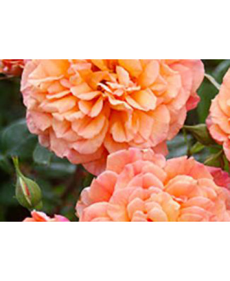 Роза плетистая Алхимист Роза плетистая Алхимист