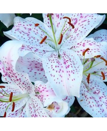 Лилия восточная "Мускадет" (Muscadet) 3шт в упаковке (размер 12\14) Лилия восточная "Мускадет" (Muscadet) 3шт в упаковке (размер 12\14)