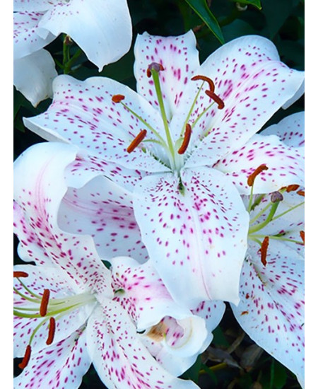 Лилия восточная "Мускадет" (Muscadet) 3шт в упаковке (размер 12\14) Лилия восточная "Мускадет" (Muscadet) 3шт в упаковке (размер 12\14)