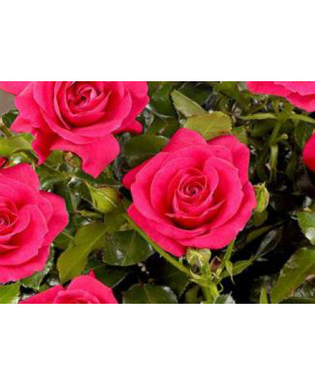 Роза спрей Мирабель Роза спрей Мирабель