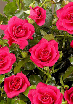 Роза спрей Мирабель