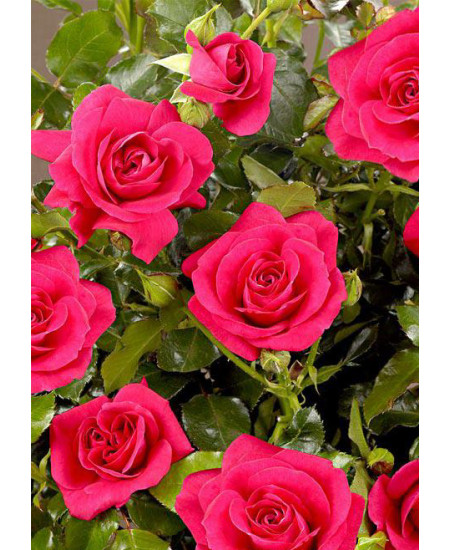 Роза спрей Мирабель Роза спрей Мирабель