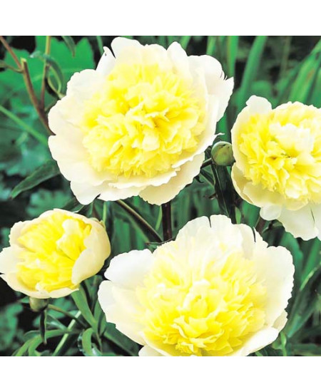 Пион травянистый Примавера Пион травянистый Примавера