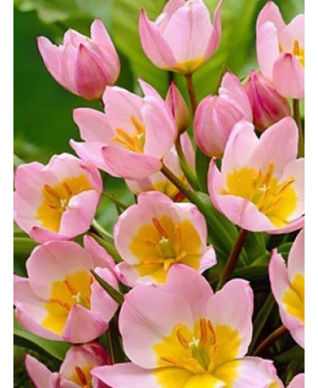 Тюльпан "Lilac Wonder" 3шт в упаковке Тюльпан "Lilac Wonder" 3шт в упаковке