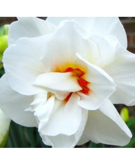 Нарцисс махровый "Акрополис" (Acropolis) 3шт в упаковке (размер 12\14) Нарцисс махровый "Акрополис" (Acropolis) 3шт в упаковке (размер 12\14)