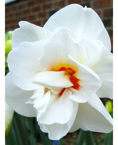 Нарцисс махровый "Акрополис" (Acropolis) 3шт в упаковке (размер 12\14) Нарцисс махровый "Акрополис" (Acropolis) 3шт в упаковке (размер 12\14)