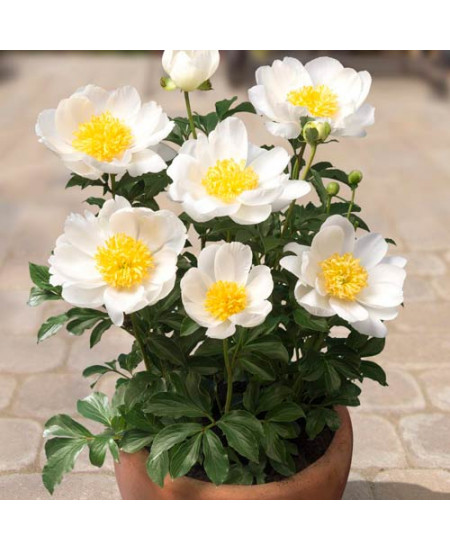 Пион Патио Дублин Пион Патио Дублин