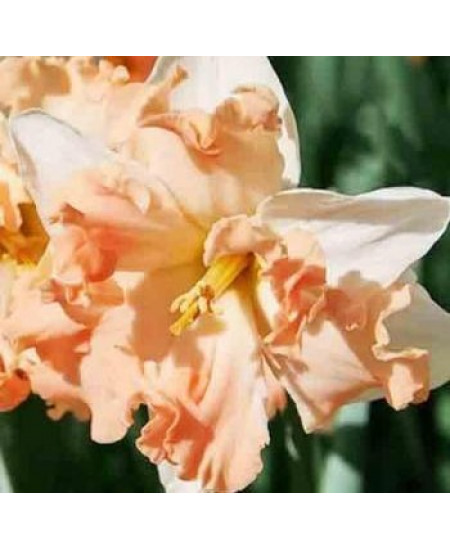 Нарцисс орхидный "Вальц" (Walz) 3шт в упаковке (размер 14\16) Нарцисс орхидный "Вальц" (Walz) 3шт в упаковке (размер 14\16)