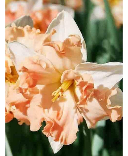 Нарцисс орхидный "Вальц" (Walz) 3шт в упаковке (размер 14\16) Нарцисс орхидный "Вальц" (Walz) 3шт в упаковке (размер 14\16)