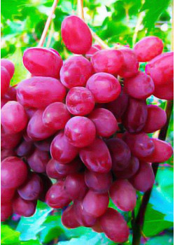Виноград Велес