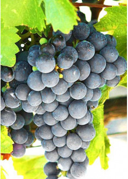 Виноград Изабелла