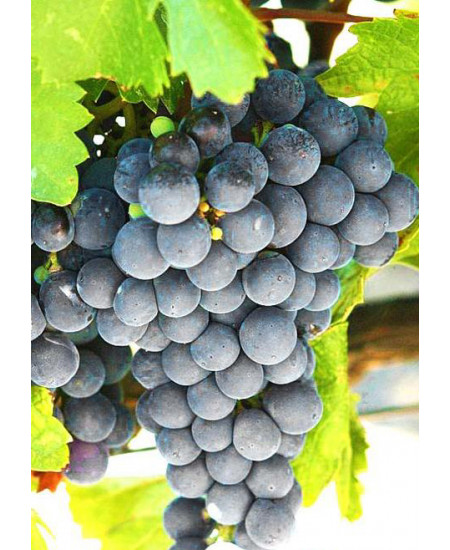 Виноград Изабелла Виноград Изабелла