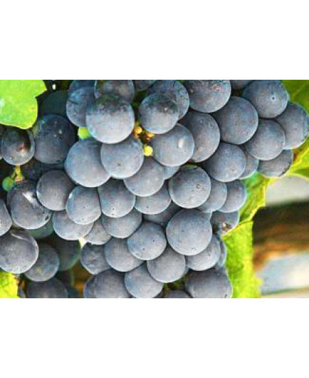 Виноград Изабелла Виноград Изабелла