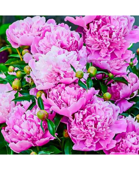 Пион травянистый Александр Флеминг Пион травянистый Александр Флеминг