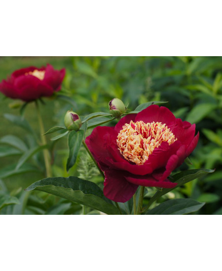 Пион Чарльз Берджес Пион Чарльз Берджес