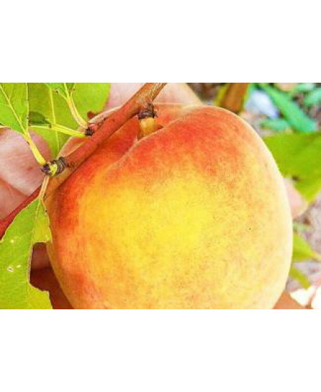Персик Инка Персик Инка