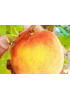Персик Инка Персик Инка