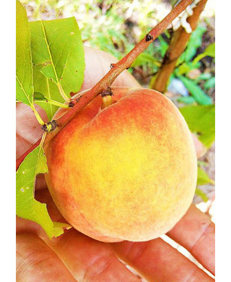 Персик Инка Персик Инка