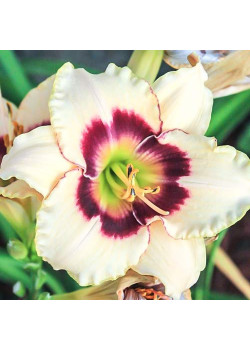 Лилейник Распберри Кэнди