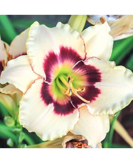 Лилейник Распберри Кэнди Лилейник Распберри Кэнди