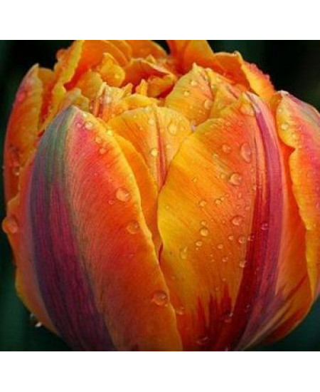 Тюльпан махровый поздний "Оранж Принцесс" (Orange Princess) 3шт в упаковке (размер 12\+) Тюльпан махровый поздний "Оранж Принцесс" (Orange Princess) 3шт в упаковке (размер 12\+)