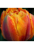 Тюльпан махровый поздний "Оранж Принцесс" (Orange Princess) 3шт в упаковке (размер 12\+) Тюльпан махровый поздний "Оранж Принцесс" (Orange Princess) 3шт в упаковке (размер 12\+)
