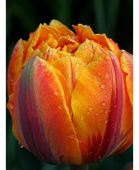 Тюльпан махровый поздний "Оранж Принцесс" (Orange Princess) 3шт в упаковке (размер 12\+) Тюльпан махровый поздний "Оранж Принцесс" (Orange Princess) 3шт в упаковке (размер 12\+)