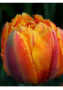 Тюльпан махровый поздний "Оранж Принцесс" (Orange Princess) 3шт в упаковке (размер 12\+) Тюльпан махровый поздний "Оранж Принцесс" (Orange Princess) 3шт в упаковке (размер 12\+)