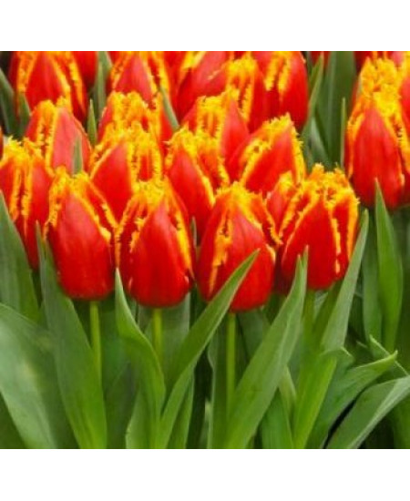 Тюльпан бахромчатый "Фабио" (Fabio) 3шт в упаковке (размер 10\11) Тюльпан бахромчатый "Фабио" (Fabio) 3шт в упаковке (размер 10\11)