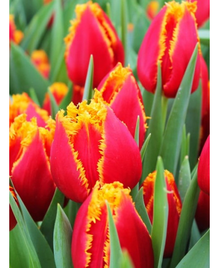 Тюльпан бахромчатый "Фабио" (Fabio) 3шт в упаковке (размер 10\11) Тюльпан бахромчатый "Фабио" (Fabio) 3шт в упаковке (размер 10\11)