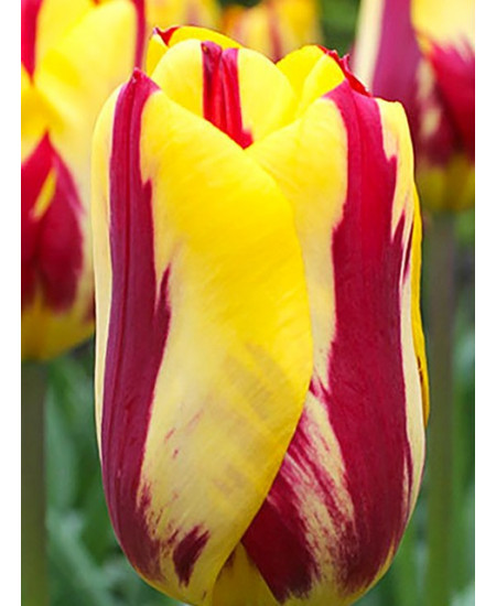 Тюльпан триумф "Хелмар" (Helmar) 3шт в упаковке (размер 11\12) Тюльпан триумф "Хелмар" (Helmar) 3шт в упаковке (размер 11\12)