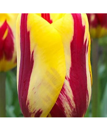 Тюльпан триумф "Хелмар" (Helmar) 3шт в упаковке (размер 11\12) Тюльпан триумф "Хелмар" (Helmar) 3шт в упаковке (размер 11\12)