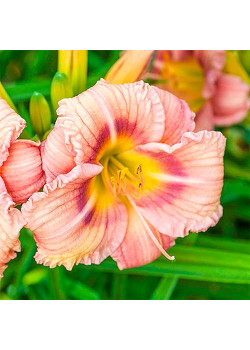 Лилейник Роуз