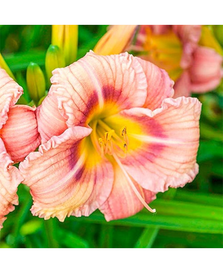 Лилейник Роуз Лилейник Роуз