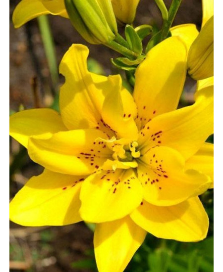 Лилия азиатская махровая "Фата Моргана" (Fata Morgana) 3шт в упаковке (размер 12\14) Лилия азиатская махровая "Фата Моргана" (Fata Morgana) 3шт в упаковке (размер 12\14)