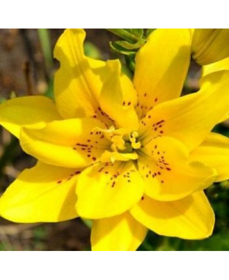 Лилия азиатская махровая "Фата Моргана" (Fata Morgana) 3шт в упаковке (размер 12\14) Лилия азиатская махровая "Фата Моргана" (Fata Morgana) 3шт в упаковке (размер 12\14)