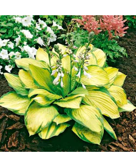 Хоста Голд Стандарт Хоста Голд Стандарт