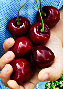 Черешня Крупноплодная