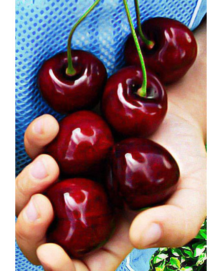 Черешня Крупноплодная Черешня Крупноплодная