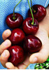 Черешня Крупноплодная Черешня Крупноплодная