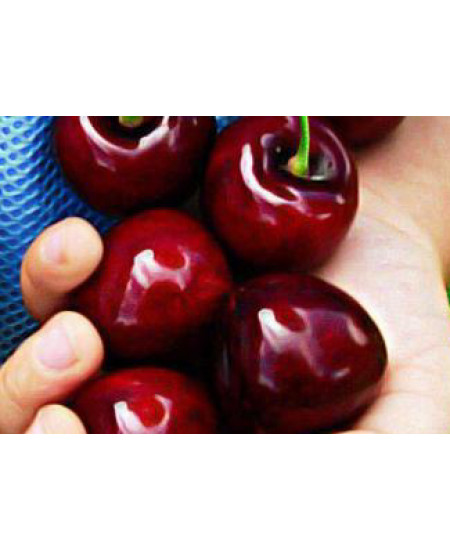 Черешня Крупноплодная Черешня Крупноплодная