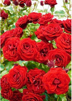 Роза спрей Таманго