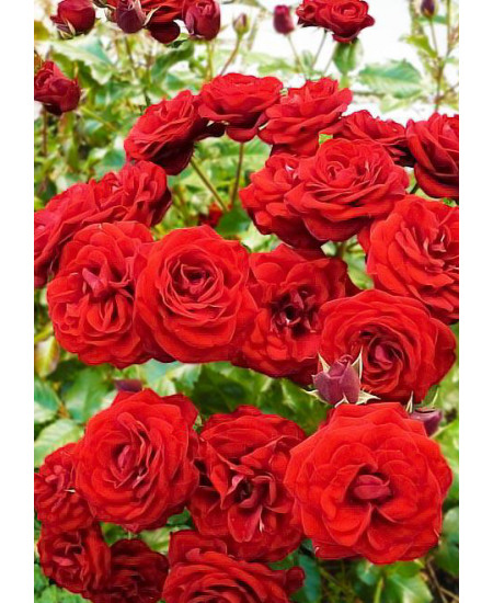 Роза спрей Таманго Роза спрей Таманго